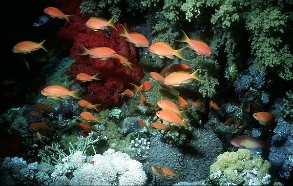 Gold fish in the Red Sea circa 1988