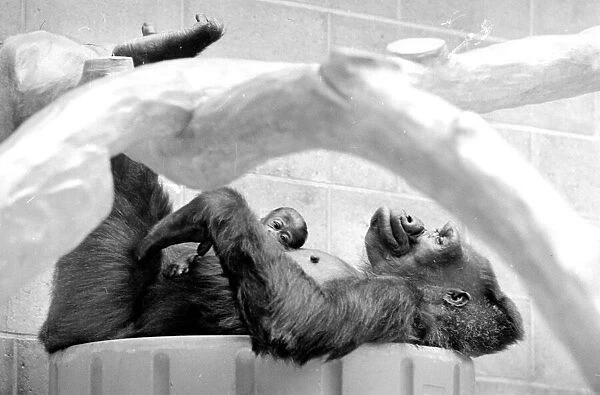 Gorilla and her baby at Bristol Zoo May 1977 77-2590-007