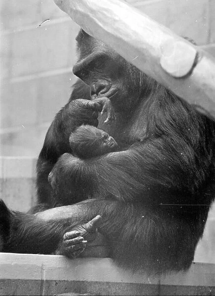 Gorilla and her baby at Bristol Zoo May 1977 77-2590-011