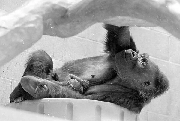 Gorilla and her baby at Bristol Zoo May 1977 77-2590-019