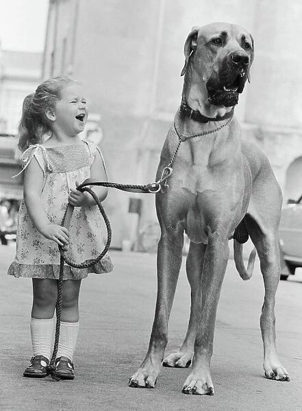 Great Dane called Hermie is a big dog and is often taken for walks by three year old Emma