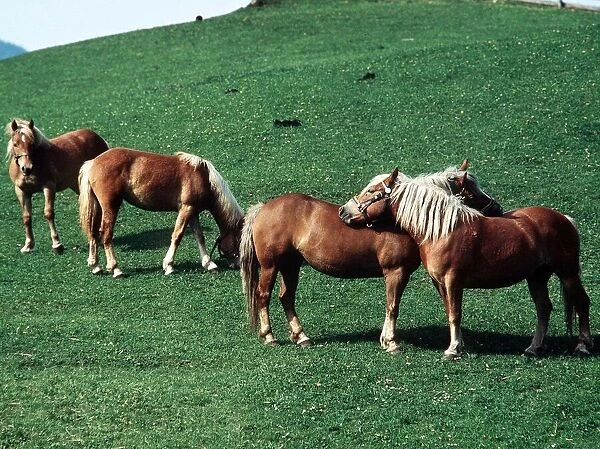 Haflinger Horses in Tirol, Austria - August 1979