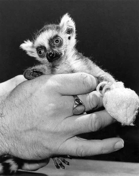 Hands of Kindness: Lucy the baby Lemur is wide-eyed and vulnerable