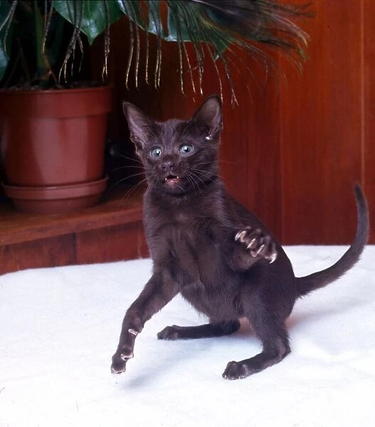 A havana cat waving his paw Febraury 1989 animal animals cat cats cute