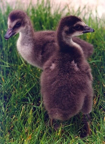 Two Hawaiian Geese goslings