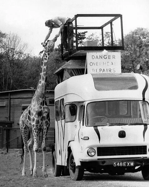 Head repair Peter Whitehead and giraffe. July 1986 P011757