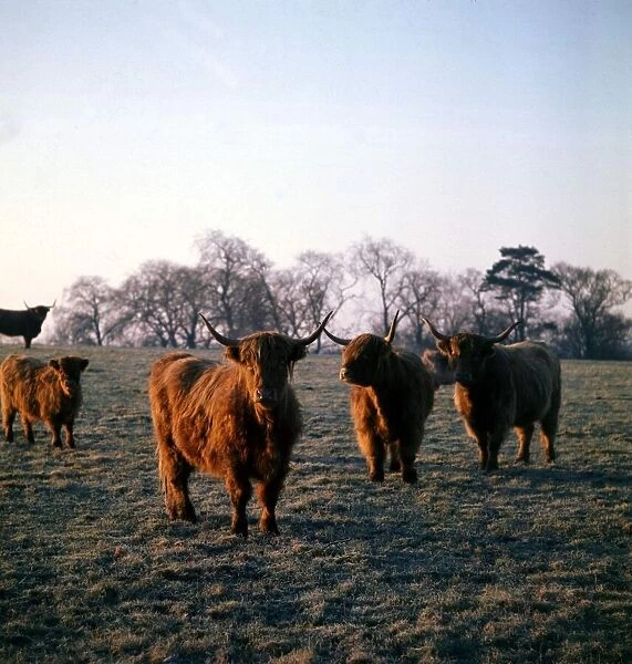 Highland Cattle grazing in Wilmslow, Cheshire 1974