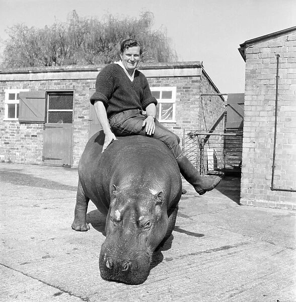 Hippo at Chessington Zoo. January 1965 C103-003