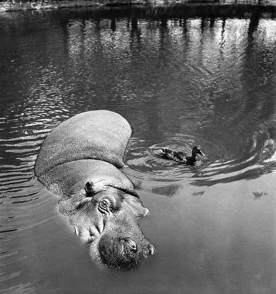 Hippo and Duck. July 1952 C3347