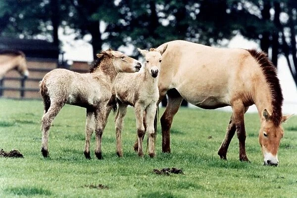 Horse family - Przewalskis Foals at Whipsnade Wild Animal May 1994