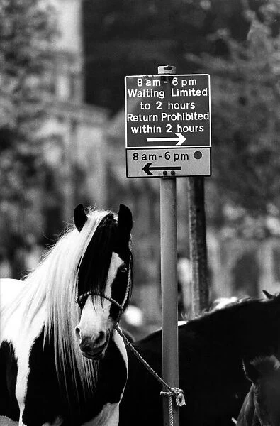 These horses are flouting the rules on (mane) street at the Appleby Horse Fair in