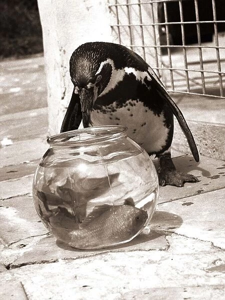 Houdini the Penguin eyes the goldfish bowl for a free feed goldfish birds