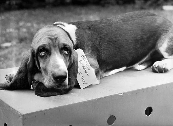 Humphrey, the bassett hound, lies on his packing case already labelled