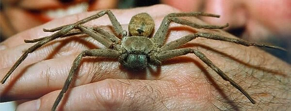 A Huntsman spider in July 1994
