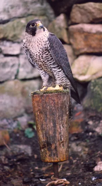 A hybrid cross Peregrine and Gyr Falcon