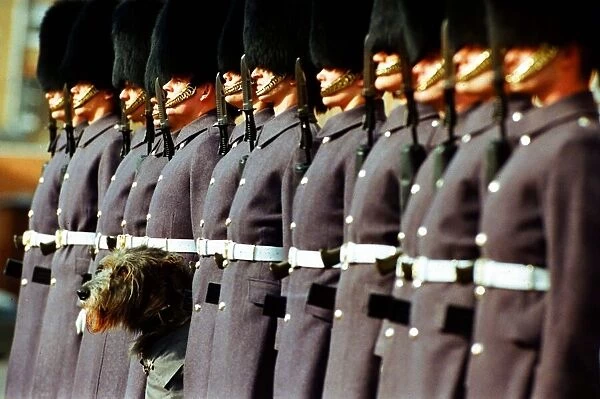 Irish Wolfhound - March 1994 Irish Regiement Guards Malachy