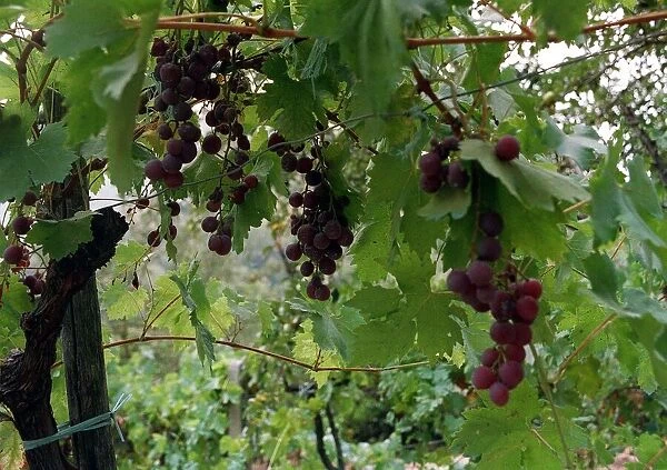 Italy Fruit Grapes Black treated with pesticide