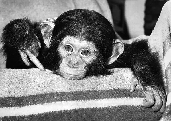 Jambo, a chocolate-coloured baby chimpanzee born at Twycross Zoo in Leicestershire