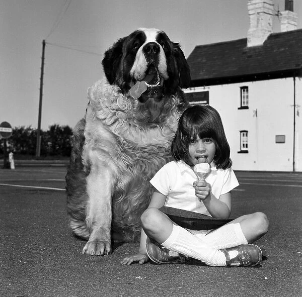 Jason the St Bernard is a contender for the Heaviest Dog in Britain