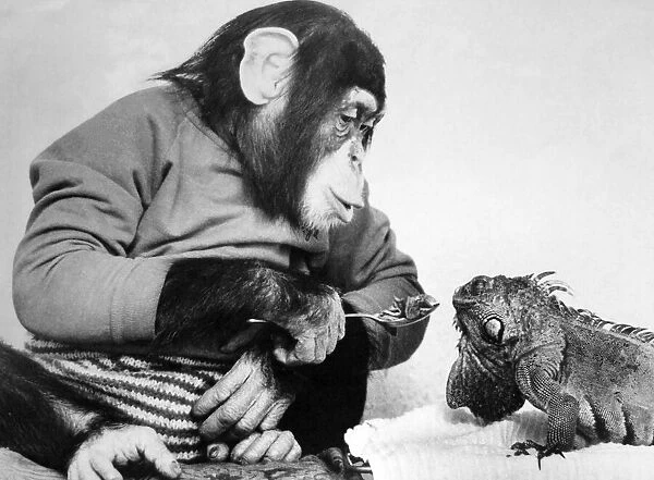 Jolly the Chimp tries to feed his reptile friend. April 1986