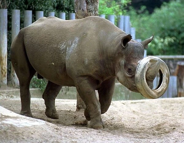 Jos the Black Rhino hot and tired August 1999 as the heatwve continues the animals at