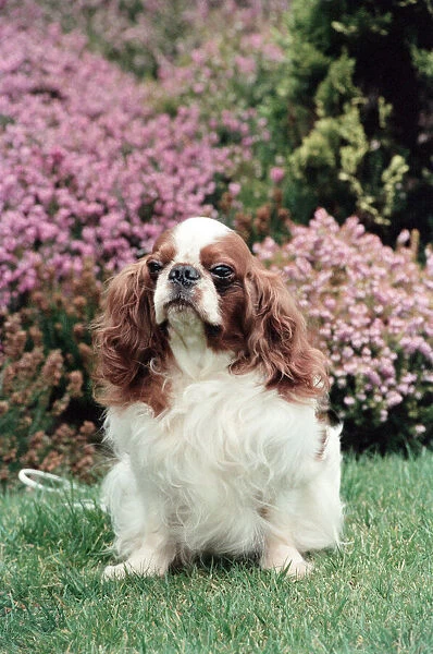 King Charles Spaniel, Theron, who is the living breed record holder with 30cc score
