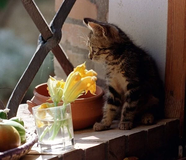 A kitten watching through a window August 1997