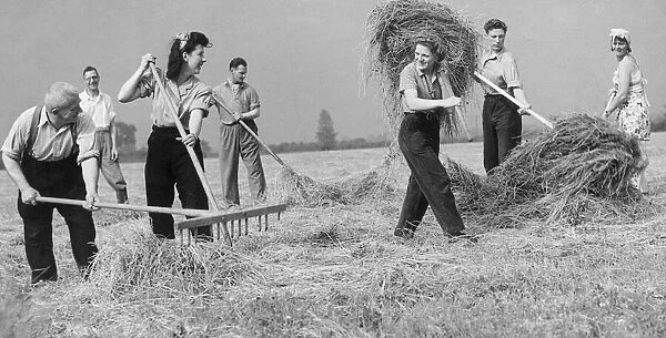 Land army girls gathering the hay in the fields during World War Two June 1943