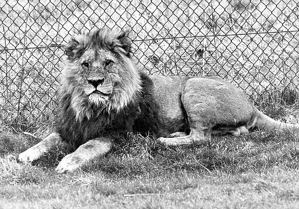 One of the large male lions at Lambton Pleasure Park in April 1978