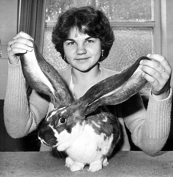 Leggo the old English lop rabbit with Debbie Askew. 13th October 1979