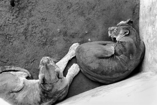 Lions and Cubs at Dudley Zoo. February 1975 75-00978-012