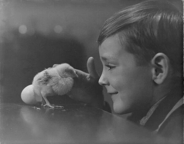 Little boy with newly hatched chick. DM 24  /  3  /  1951 B846  /  4