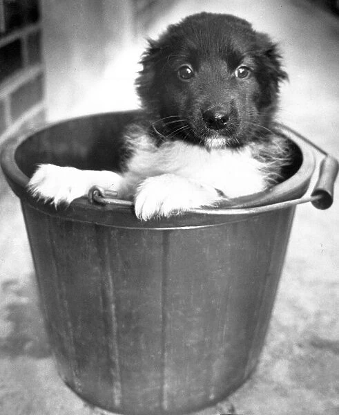 Little Joe, a dumped dog sits in a bucket at Coventrys RSPCA kennels