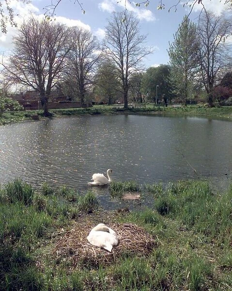 Long Itchington. The village pond with its resident nesting Swans
