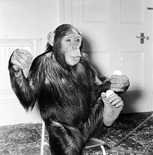 Louis the Chimp practices his juggling at Twycross Zoo December 1981