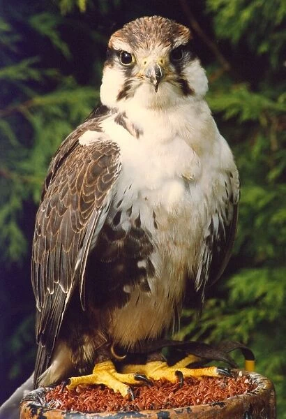A Lugger Falcon bird of prey