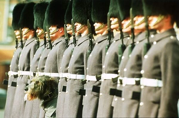 Malachy, the Irish Wolfhound mascot of the Irish Guards