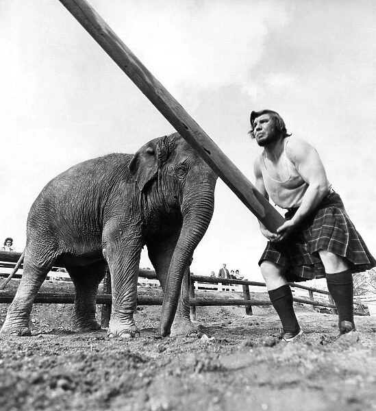 A man wearing a kilt tossing the caber with Tania the elephant watching
