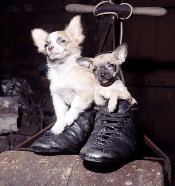 Mexican chihuahuas Wee Willie Winkie and Gingernut playing inside a pair of shoes June