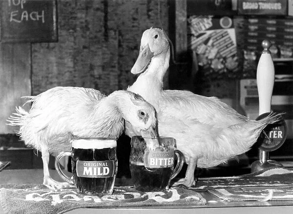 Mild and Bitter... The ducks with their pots. October 1984 P000176