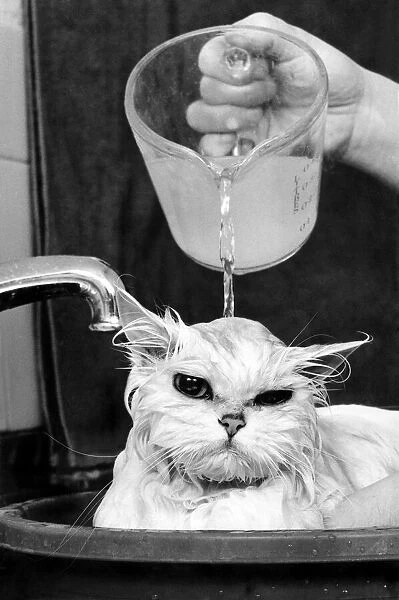 This moggie is not amused whilst having a bath before the National Cat Show