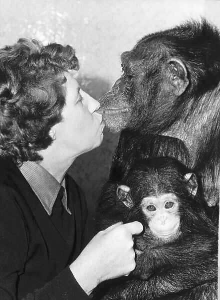 Molly Badham with her new baby chimp Brooke and mother Sue Molly seen here givinng