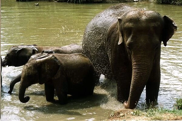 Mother elephant with two baby elephants standing in water having a bath July 1994