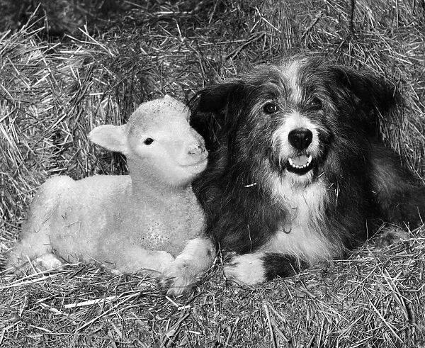 Mother Mutt!. Nell takes over as foster mother to the baby lamb. February 1980 P006051