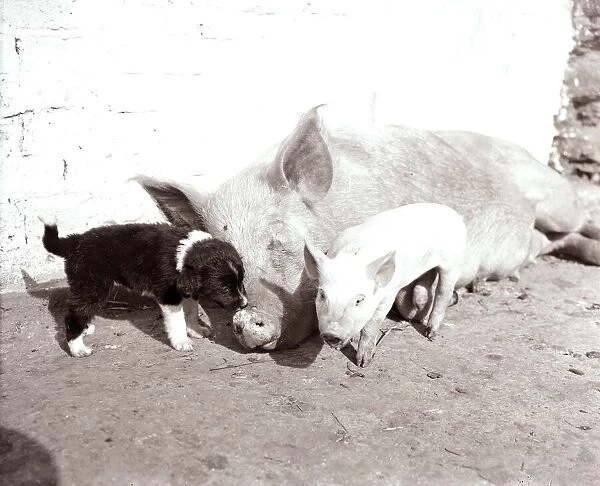 A Mother pig and piglet with baby dogs which she has adopted September 1956