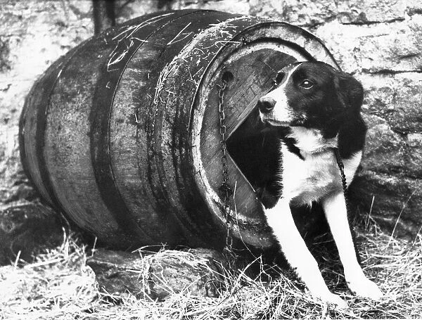 Nap the Sheep dog emerges from his barrel kennel