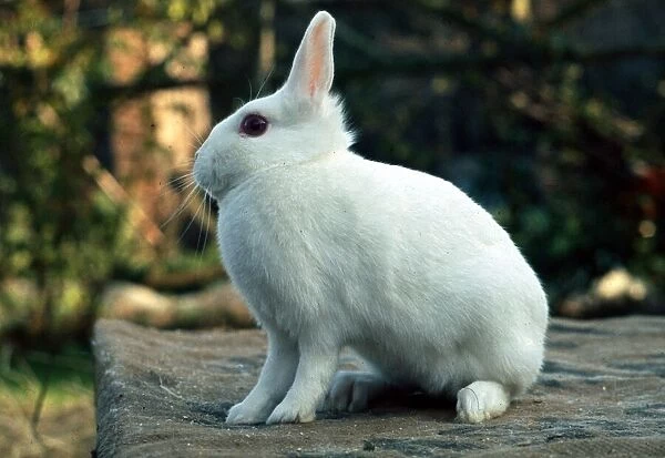 A Netherland Dwarf Rabbit February 1989