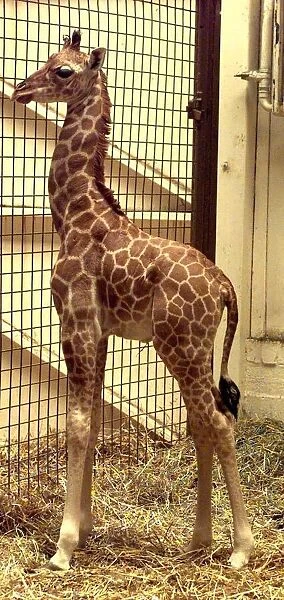 New baby giraffe Kitale born at Dudley Zoo