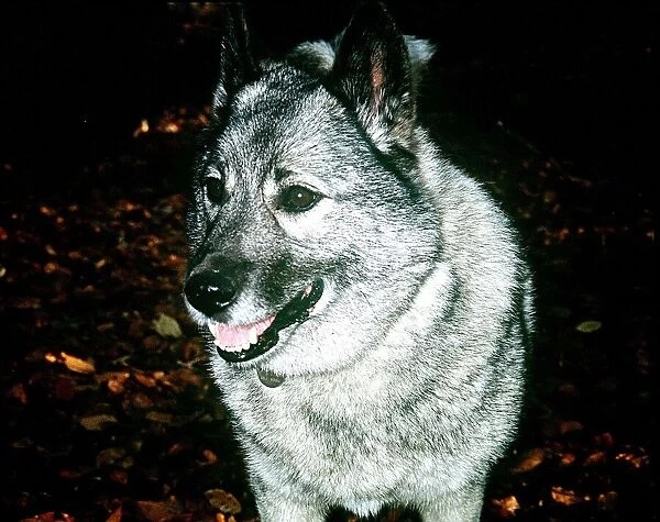 Norwegian Elkhound hunting dog from Norway