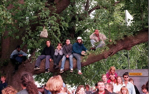 OASIS FANS SITTING UP A TREE AT KNEBWORTH TRYING TO GET A BETTER VIEW